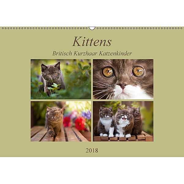 Kittens - Britisch Kurzhaar Katzenkinder (Wandkalender 2018 DIN A2 quer), Janina Bürger