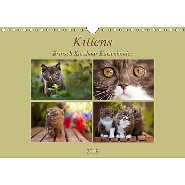 Kittens - Britisch Kurzhaar Katzenkinder (Wandkalender 2019 DIN A4 quer), Janina Bürger