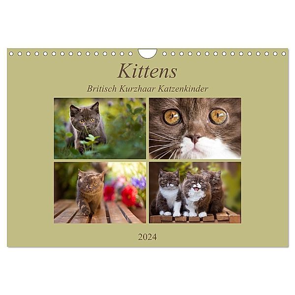 Kittens - Britisch Kurzhaar Katzenkinder (Wandkalender 2024 DIN A4 quer), CALVENDO Monatskalender, Janina Bürger