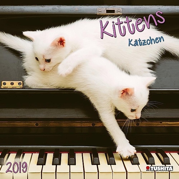 Kittens / Kätzchen 2019