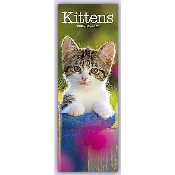 Kittens - Kätzchen - Katzenbabys 2023