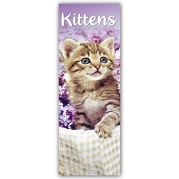 Kittens - Kätzchen - Katzenbabys 2025, Avonside Publishing Ltd