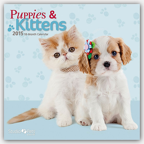 Kittens & Puppies 2015 Kätzchen & Hundewelpen
