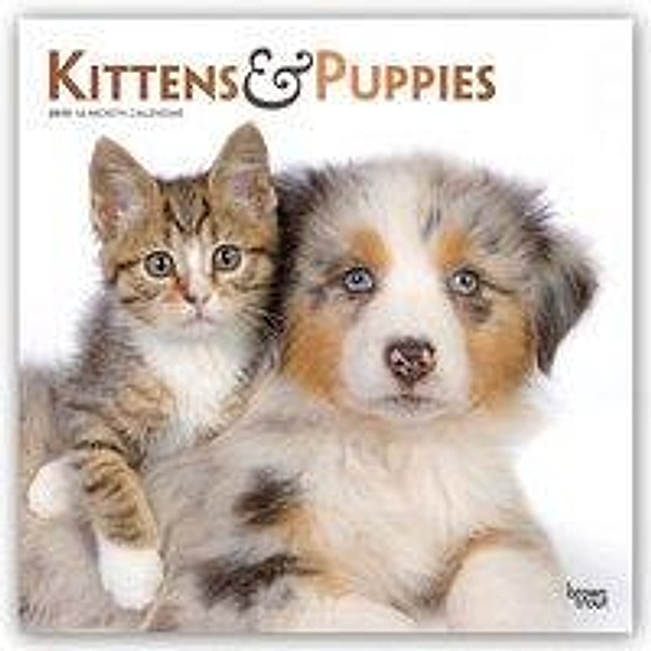 Kittens & Puppies 2019 Square Wall Calendar