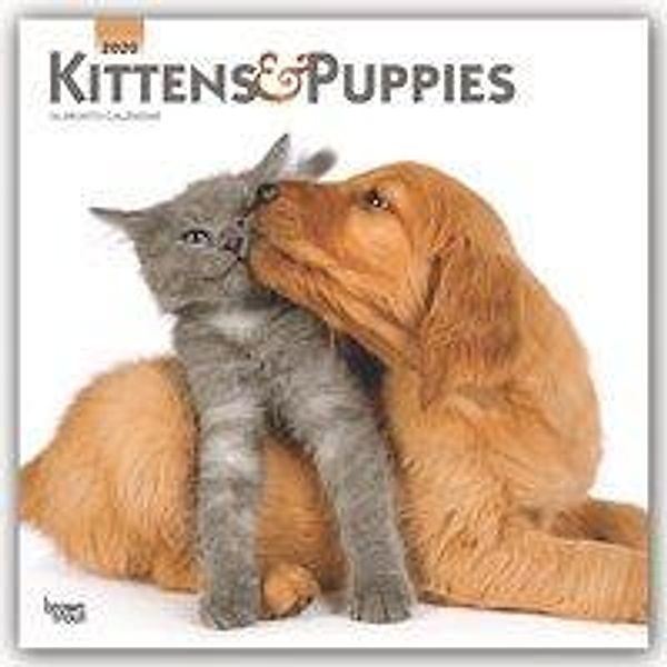 Kittens & Puppies - Kätzchen & Hundewelpen 2020 - 16-Monatskalender, BrownTrout Publisher