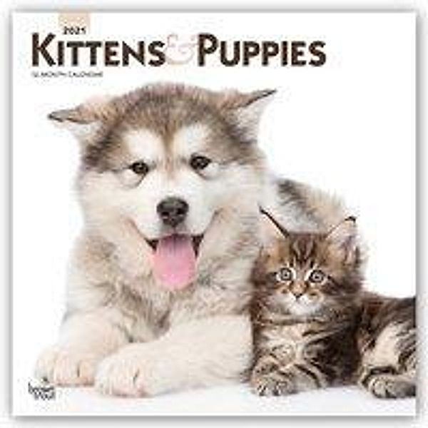 Kittens & Puppies - Kätzchen & Hundewelpen 2021 - 16-Monatskalender, BrownTrout Publisher
