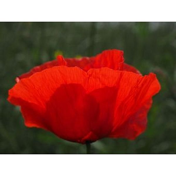 Klatschmohn - 1.000 Teile (Puzzle)