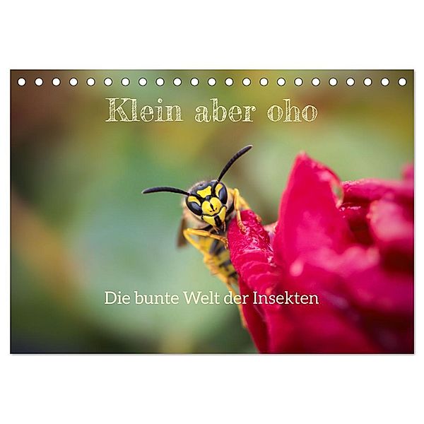 Klein aber oho. Die bunte Welt der Insekten (Tischkalender 2025 DIN A5 quer), CALVENDO Monatskalender, Calvendo