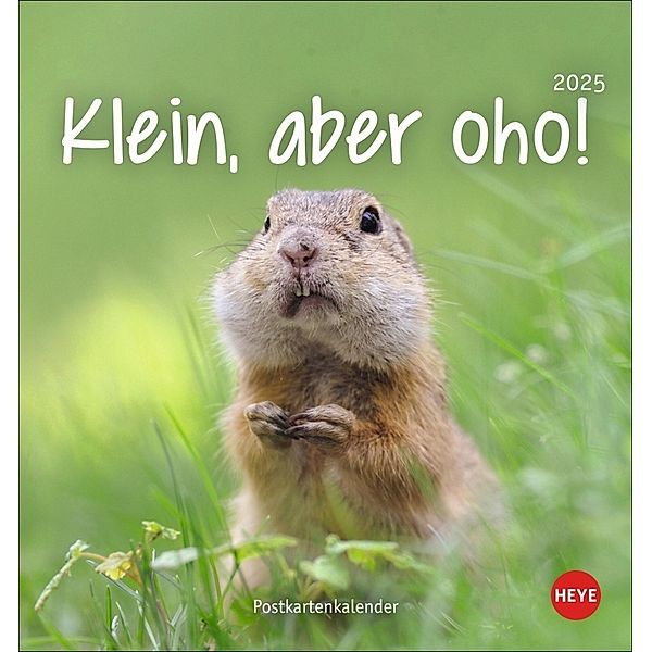 Klein, aber oho! Postkartenkalender 2025