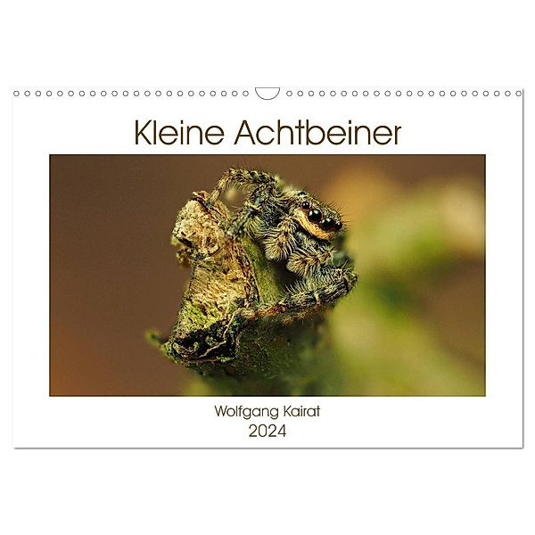 Kleine Achtbeiner (Wandkalender 2024 DIN A3 quer), CALVENDO Monatskalender, Wolfgang Kairat
