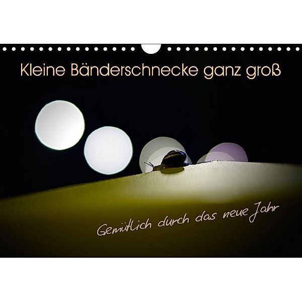 Kleine Bänderschnecke ganz groß - Gemütlich durch das neue Jahr (Wandkalender 2017 DIN A4 quer), Christoph Kolberg