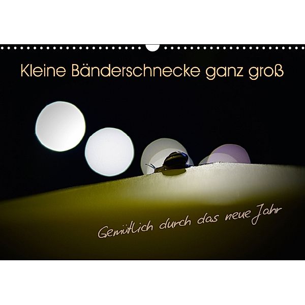 Kleine Bänderschnecke ganz groß - Gemütlich durch das neue Jahr (Wandkalender 2018 DIN A3 quer), Christoph Kolberg