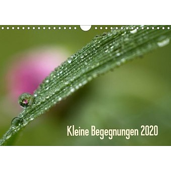 Kleine Begegnungen (Wandkalender 2020 DIN A4 quer), Gisela Farenholtz