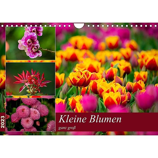 Kleine Blumen ganz groß (Wandkalender 2023 DIN A4 quer), M. Reznicek