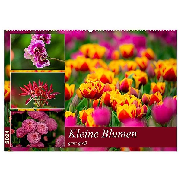 Kleine Blumen ganz groß (Wandkalender 2024 DIN A2 quer), CALVENDO Monatskalender, M. Reznicek