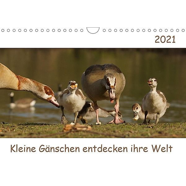 Kleine Gänschen entdecken ihre Welt (Wandkalender 2021 DIN A4 quer), Sigrid Enkemeier