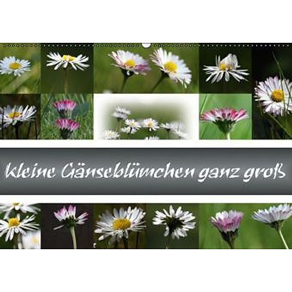 kleine Gänseblümchen ganz groß (Wandkalender 2016 DIN A2 quer), SchnelleWelten