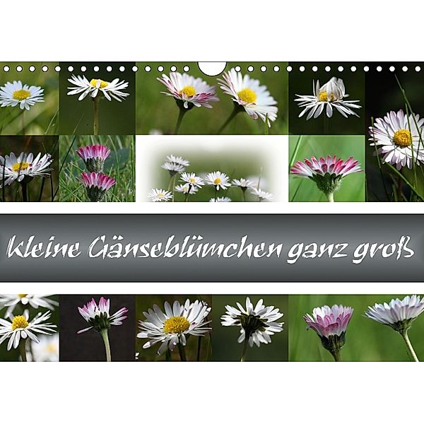 kleine Gänseblümchen ganz groß (Wandkalender 2018 DIN A4 quer), SchnelleWelten