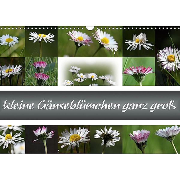 kleine Gänseblümchen ganz groß (Wandkalender 2021 DIN A3 quer), Schnellewelten