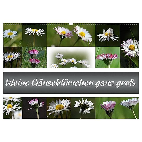 kleine Gänseblümchen ganz gross (Wandkalender 2025 DIN A2 quer), CALVENDO Monatskalender, Calvendo, Schnellewelten