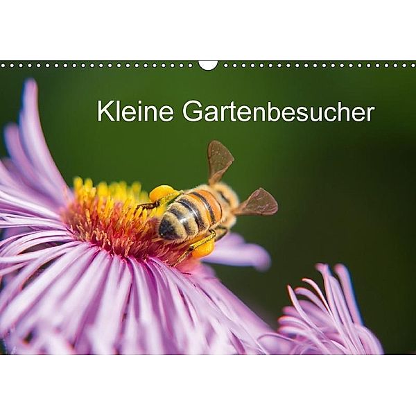 Kleine Gartenbesucher (Wandkalender 2017 DIN A3 quer), Rainer Homburger