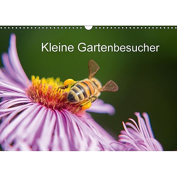 Kleine Gartenbesucher (Wandkalender 2018 DIN A3 quer), Rainer Homburger