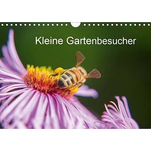 Kleine Gartenbesucher (Wandkalender 2020 DIN A4 quer), Rainer Homburger
