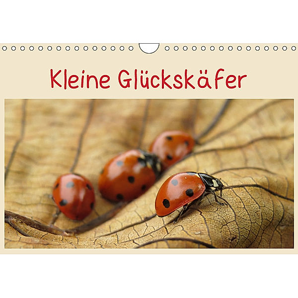Kleine Glückskäfer (Wandkalender 2019 DIN A4 quer), Judith Doberstein