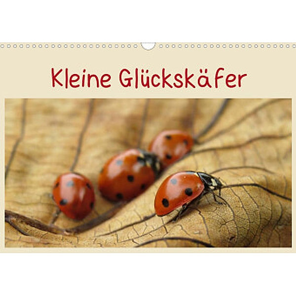 Kleine Glückskäfer (Wandkalender 2022 DIN A3 quer), Judith Doberstein