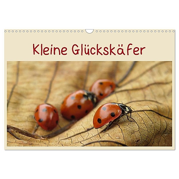 Kleine Glückskäfer (Wandkalender 2024 DIN A3 quer), CALVENDO Monatskalender, Judith Doberstein