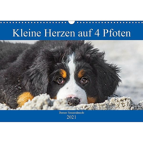 Kleine Herzen auf 4 Pfoten - Berner Sennenhunde (Wandkalender 2021 DIN A3 quer), Sigrid Starick