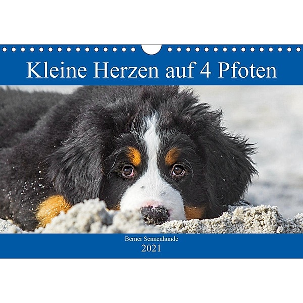 Kleine Herzen auf 4 Pfoten - Berner Sennenhunde (Wandkalender 2021 DIN A4 quer), Sigrid Starick
