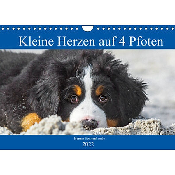 Kleine Herzen auf 4 Pfoten - Berner Sennenhunde (Wandkalender 2022 DIN A4 quer), Sigrid Starick