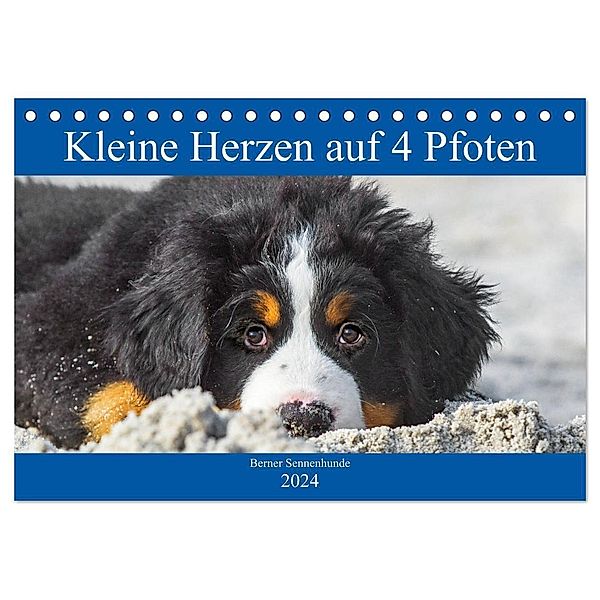Kleine Herzen auf 4 Pfoten - Berner Sennenhunde (Tischkalender 2024 DIN A5 quer), CALVENDO Monatskalender, Sigrid Starick