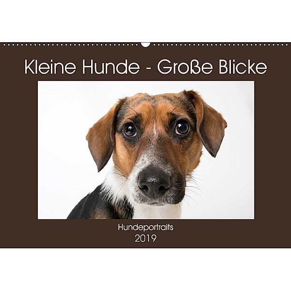 Kleine Hunde - Grosse Blicke (Wandkalender 2019 DIN A2 quer), Akrema-Photography