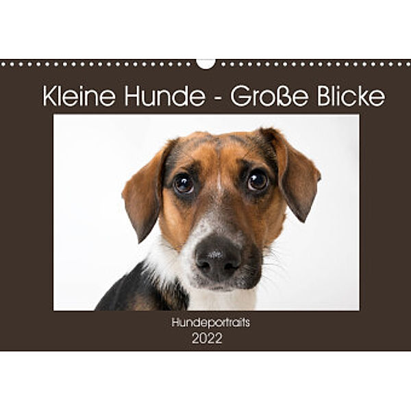 Kleine Hunde - Große Blicke (Wandkalender 2022 DIN A3 quer), Akrema-Photography