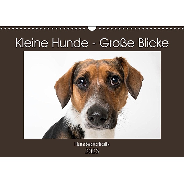 Kleine Hunde - Große Blicke (Wandkalender 2023 DIN A3 quer), Akrema-Photography