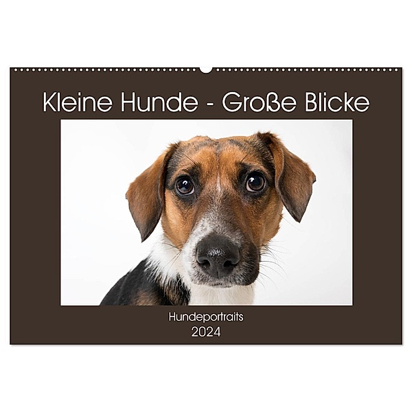 Kleine Hunde - Große Blicke (Wandkalender 2024 DIN A2 quer), CALVENDO Monatskalender, Akrema-Photography
