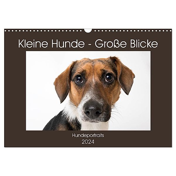 Kleine Hunde - Große Blicke (Wandkalender 2024 DIN A3 quer), CALVENDO Monatskalender, Akrema-Photography