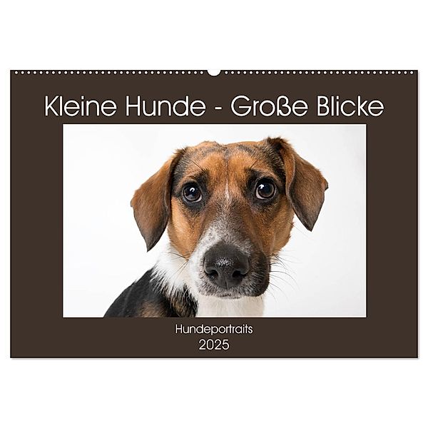 Kleine Hunde - Große Blicke (Wandkalender 2025 DIN A2 quer), CALVENDO Monatskalender, Calvendo, Akrema-Photography