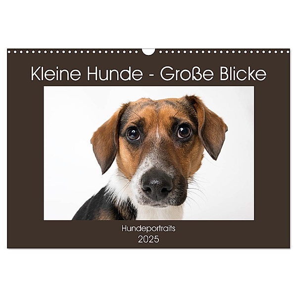 Kleine Hunde - Große Blicke (Wandkalender 2025 DIN A3 quer), CALVENDO Monatskalender, Calvendo, Akrema-Photography