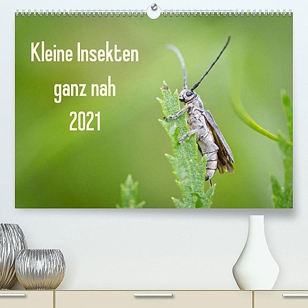 Kleine Insekten ganz nah (Premium, hochwertiger DIN A2 Wandkalender 2021, Kunstdruck in Hochglanz), Dany´s Blickwinkel