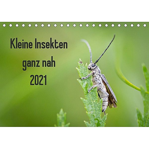 Kleine Insekten ganz nah (Tischkalender 2021 DIN A5 quer), Dany´s Blickwinkel