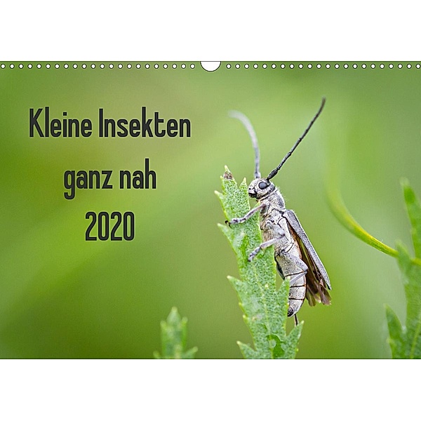 Kleine Insekten ganz nah (Wandkalender 2020 DIN A3 quer), Dany s Blickwinkel