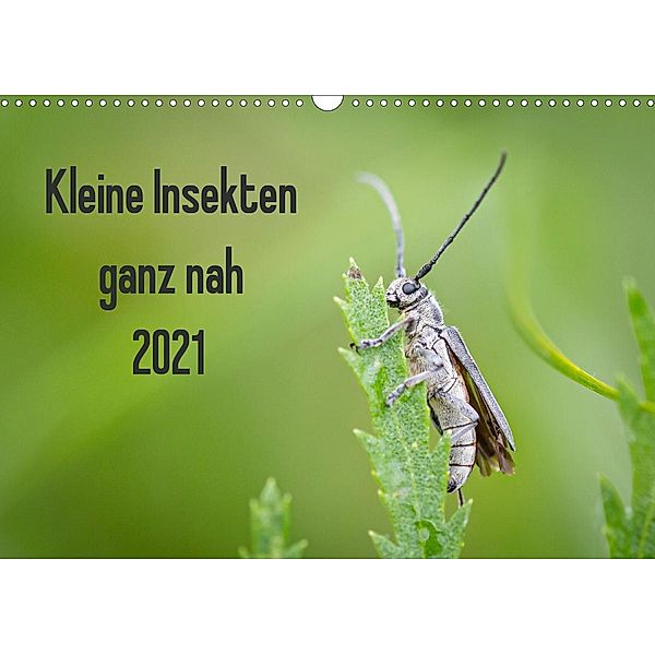 Kleine Insekten ganz nah (Wandkalender 2021 DIN A3 quer), Dany´s Blickwinkel