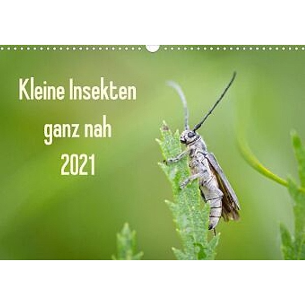 Kleine Insekten ganz nah (Wandkalender 2021 DIN A3 quer), Dany´s Blickwinkel