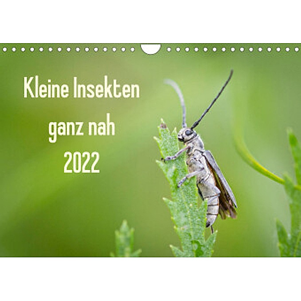 Kleine Insekten ganz nah (Wandkalender 2022 DIN A4 quer), Dany´s Blickwinkel