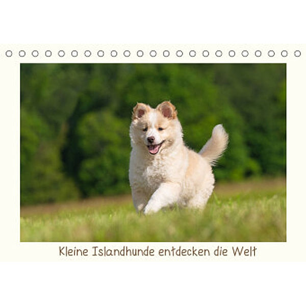 Kleine Islandhunde entdecken die Welt (Tischkalender 2022 DIN A5 quer), Monika Scheurer