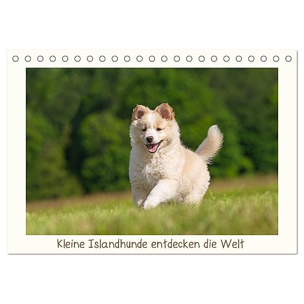 Kleine Islandhunde entdecken die Welt (Tischkalender 2024 DIN A5 quer), CALVENDO Monatskalender, Monika Scheurer