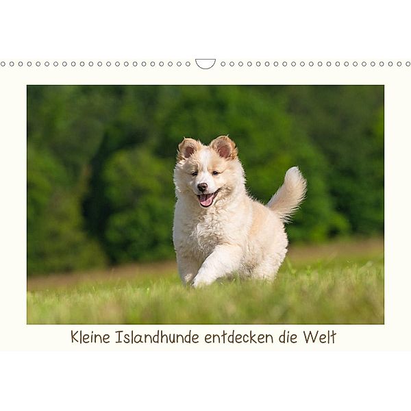 Kleine Islandhunde entdecken die Welt (Wandkalender 2023 DIN A3 quer), Monika Scheurer